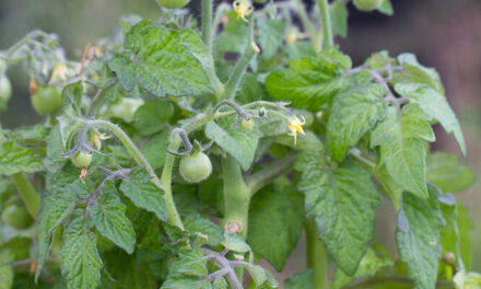 Hvilke tomatersorter skal knibes