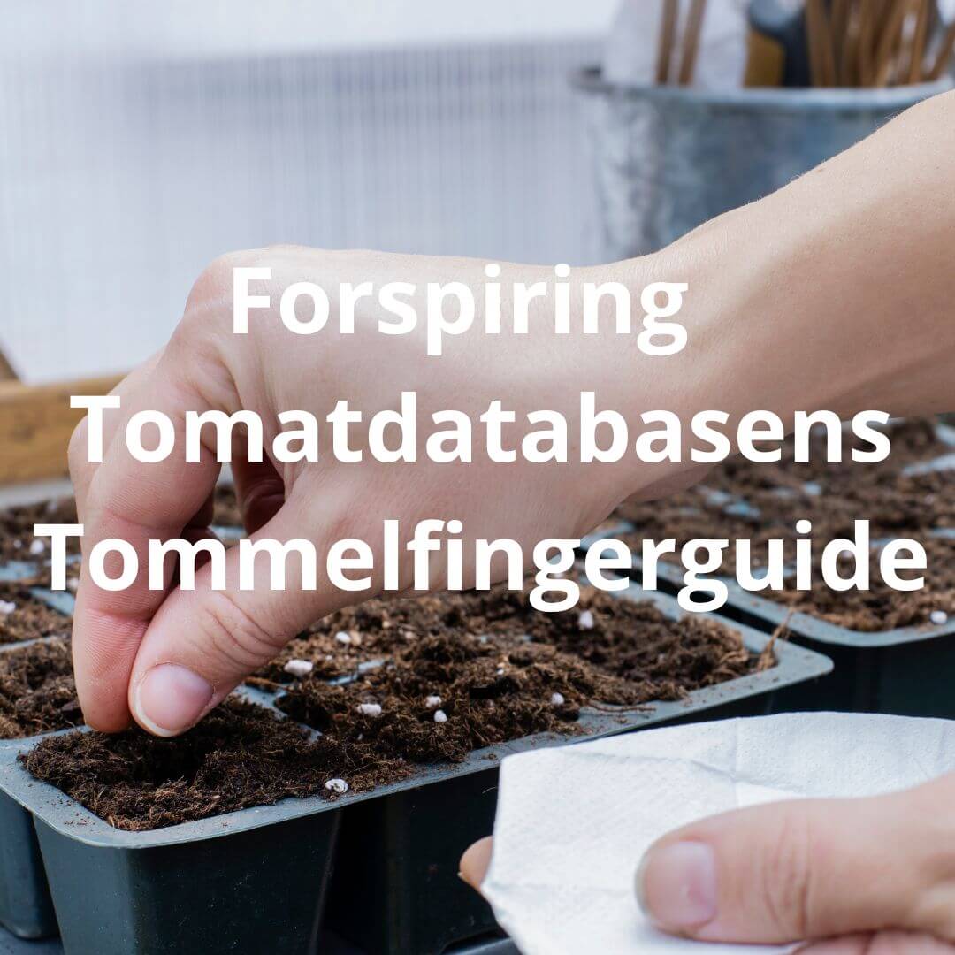 Forspiringsguide til tomatplanter | hos Tomatdatabasen.dk