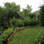 Indeterminante, determinante og semi-determinante tomatsorter: Fordele og ulemper