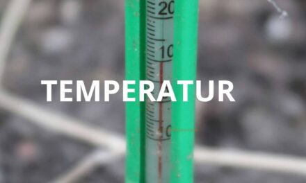 Betydningen af jord og lufttemperatur for tomatplanterne