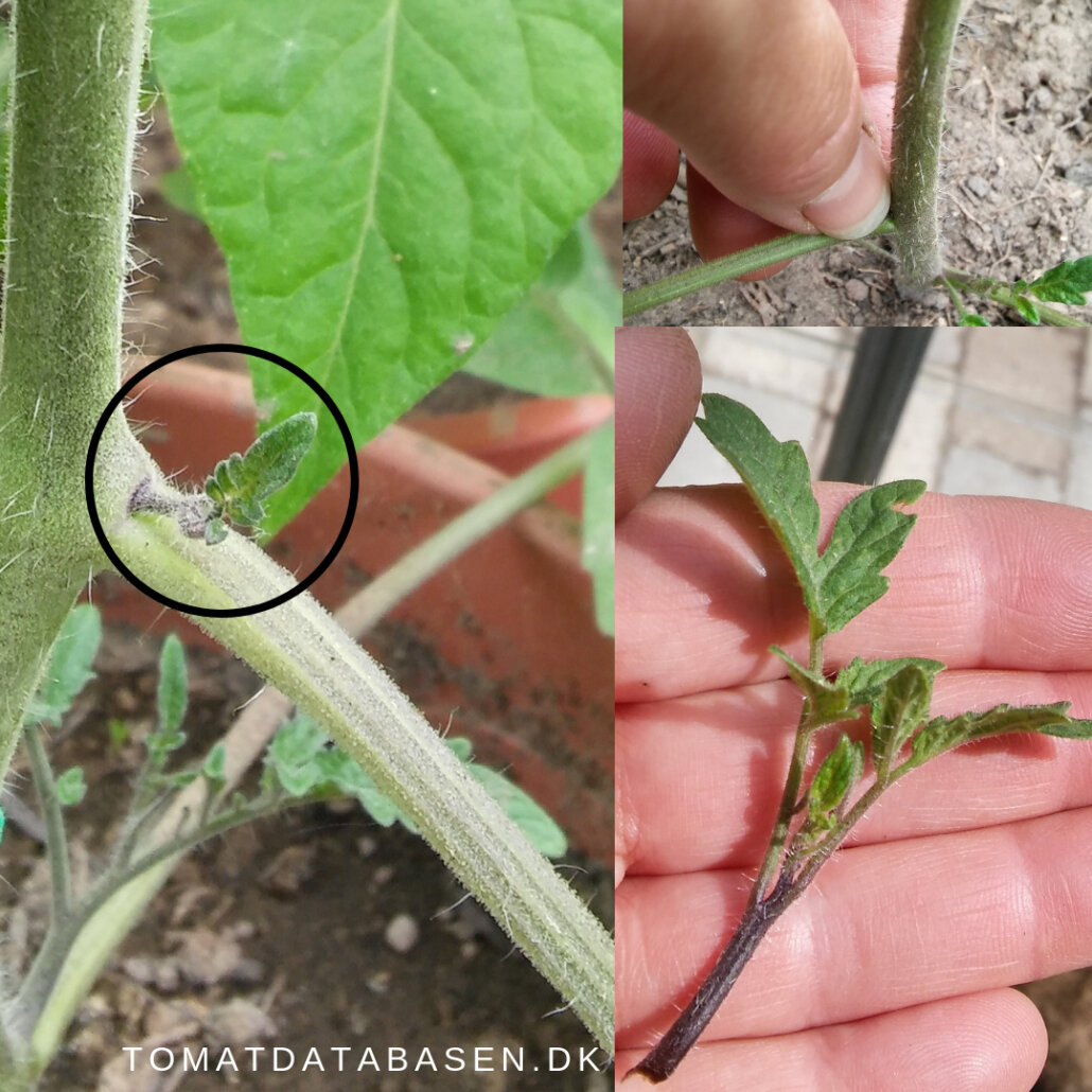 Knibning Af Sideskud P Tomatplanter Tomatdatabasen knibning-af-sideskud-p-tomatplanter-tomatdatabasen