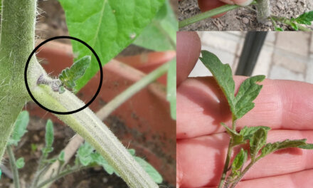 Knibning af sideskud på tomatplanter