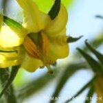 Bestøvning af tomater