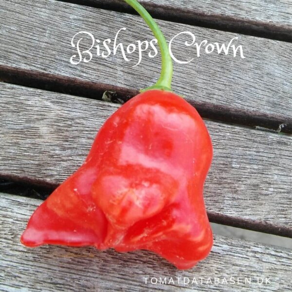 Chili - Bishops Crown