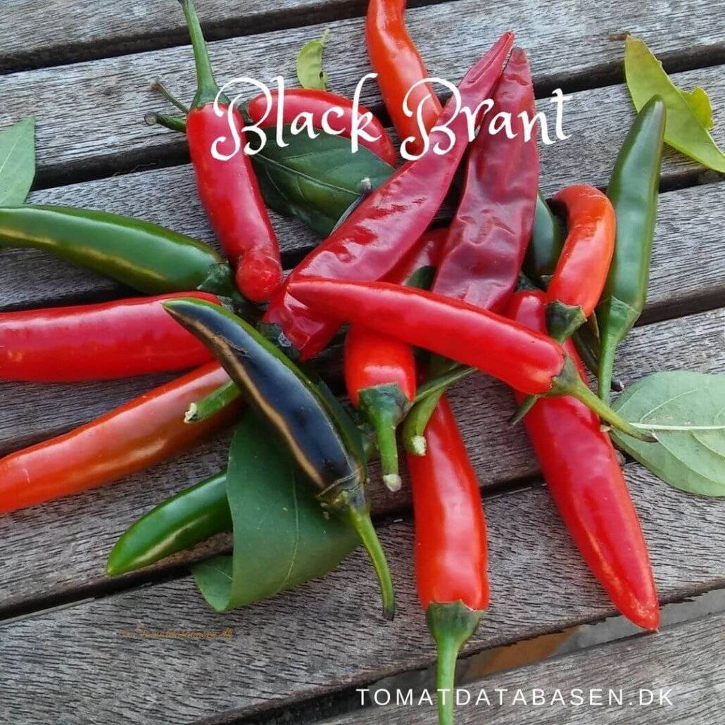 Black brant tomatdatabasen