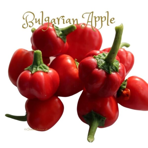 Chili - Bulgarian Apple
