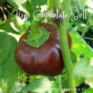 Chili - Mini Chocolate Bell