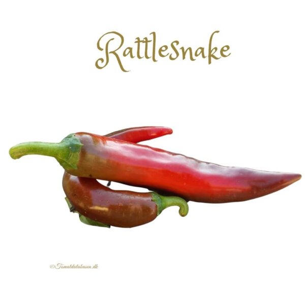 Chili - Rattlesnake