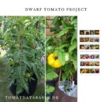 The Dwarf Tomato Project