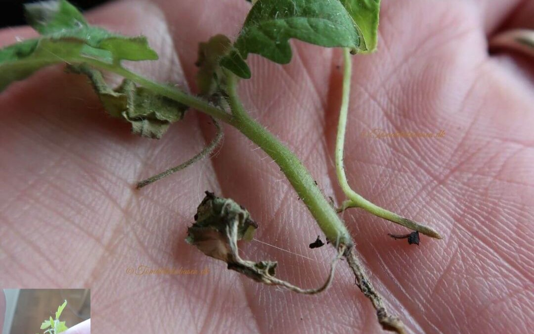 Planteproblemer: Rodhalsråd