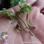 Planteproblemer: Rodhalsråd