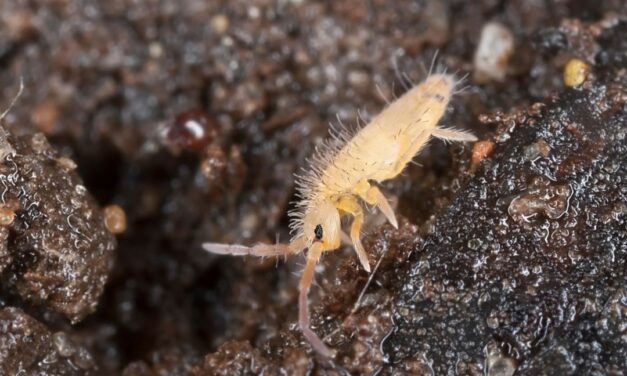 Overvanding og springhaler