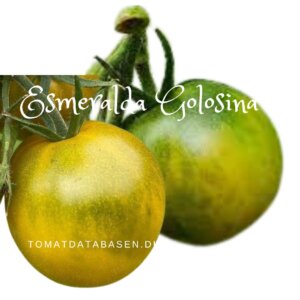 Tomat - Esmeralda Golosina