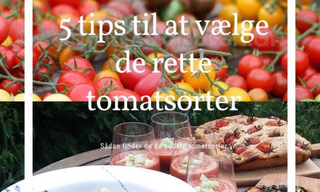 5 tips til at vælge de rette tomatsorter