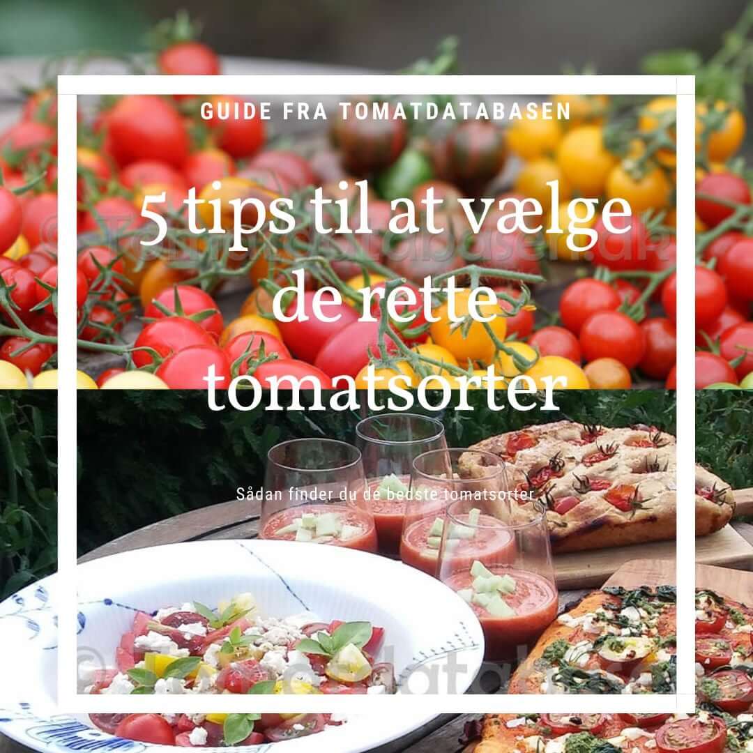 "En guide til at vælge de rette tomatsorter baseret på dyrkningssted, smag, klima og tid. Inspiration og vejledning fra Tomatdb.dk, der hjælper både nybegyndere og erfarne tomatdyrkere med at finde de perfekte sorter."