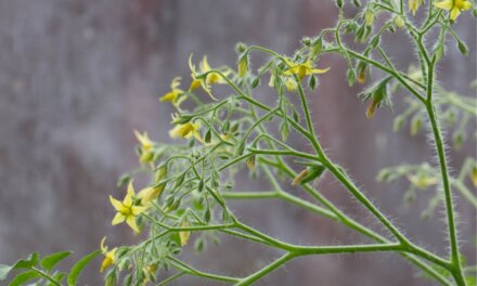 Multiflorasorter- Tomatdatabasen.dk anbefaler