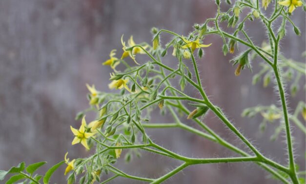 Multiflorasorter- Tomatdatabasen.dk anbefaler