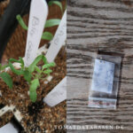 Gamle frø- kan de spire?