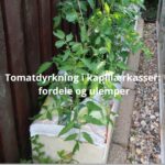 Kapillærkasser: Fordele og ulemper