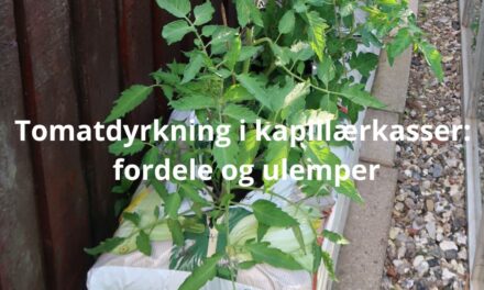 Kapillærkasser: Fordele og ulemper