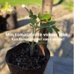 Kan tomatplanter være dovne – mine planter vokser ikke og har næsten intet rodnet