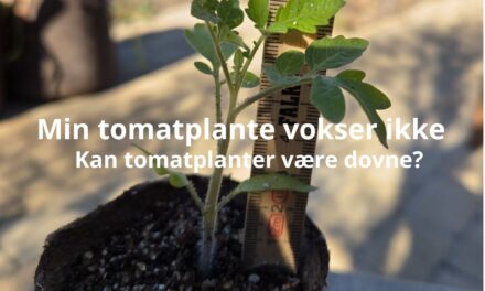 Kan tomatplanter være dovne – mine planter vokser ikke og har næsten intet rodnet
