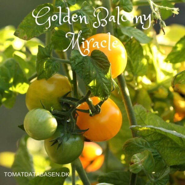 Golden Balcony Miracle Tomat
