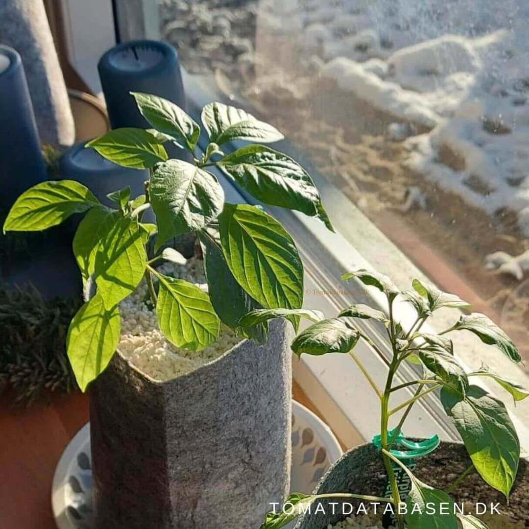 Root Pouch 3,8 l, grå, u/hank Tomatdatabasen