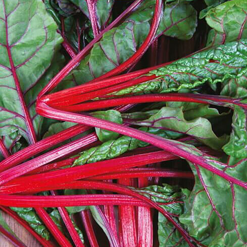 Bladbede - 'Rhubarb Chard'