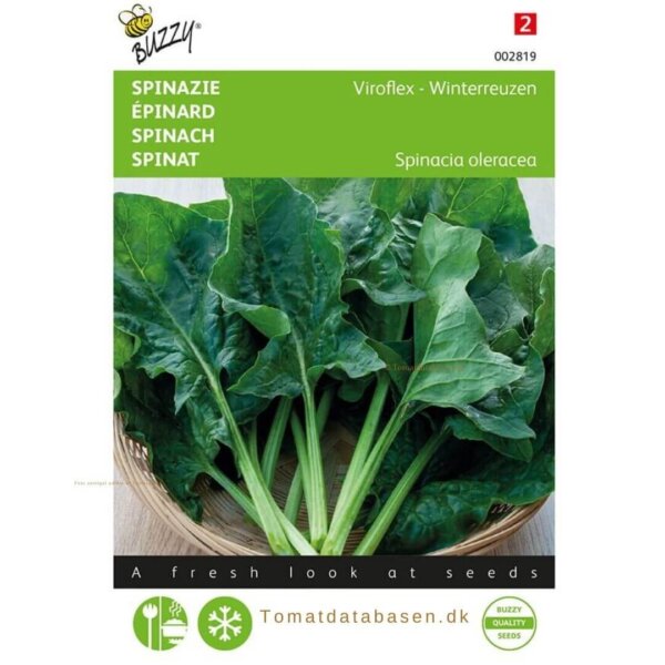 Buzzy® Spinach Giant winter
