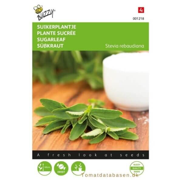 Stevia - sukker plante
