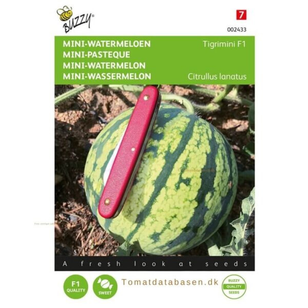 Mini vandmelon - 'Tigrimini'
