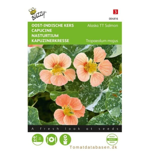 Blomsterkarse - 'Alaska TT Salmon'