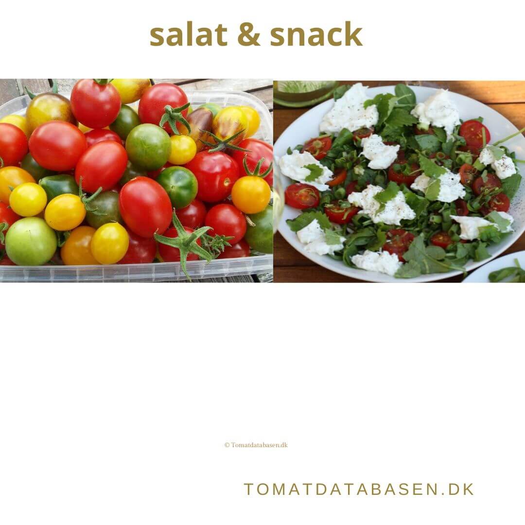 Tomatsorter der er mest velegnet til snack