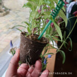 Dyrkning af chilier – vores tip – del 2