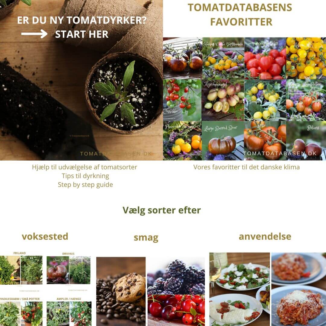 Få hjælp til udvælgelse af tomatsorter | Tomatdatabasen.dk