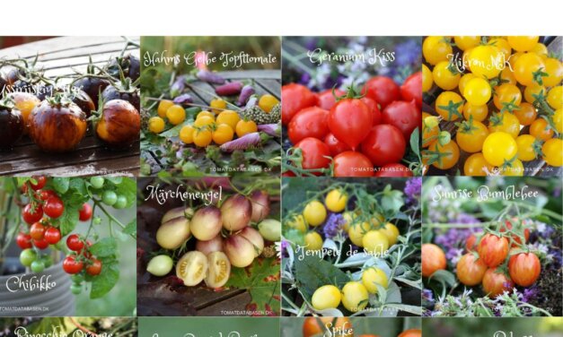 Tomatdatabasens favoritter