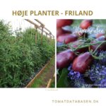 Høje – indeterminante tomatsorter