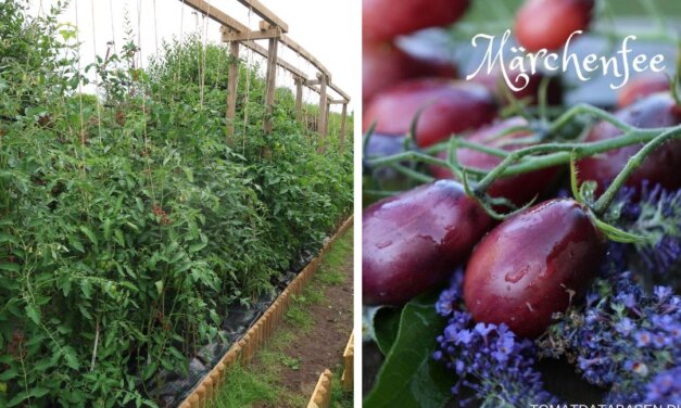Høje – indeterminante tomatsorter
