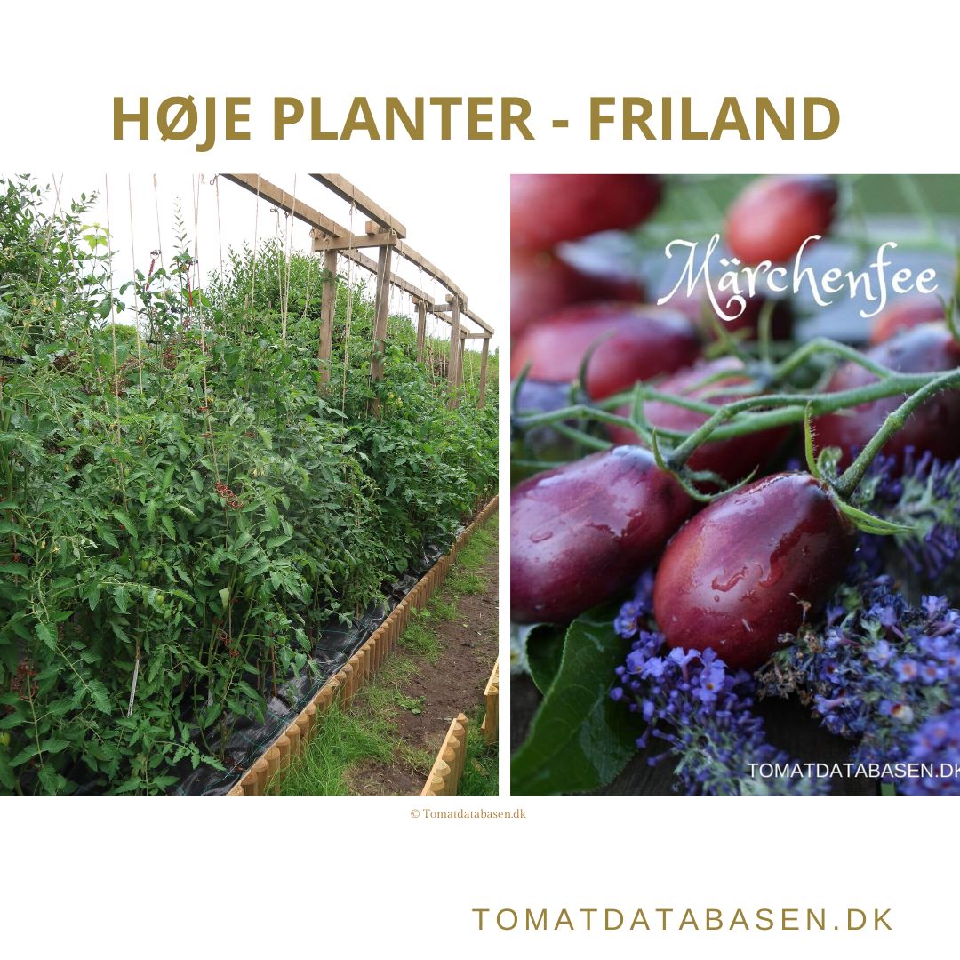 Tomatsorter til friland - høje