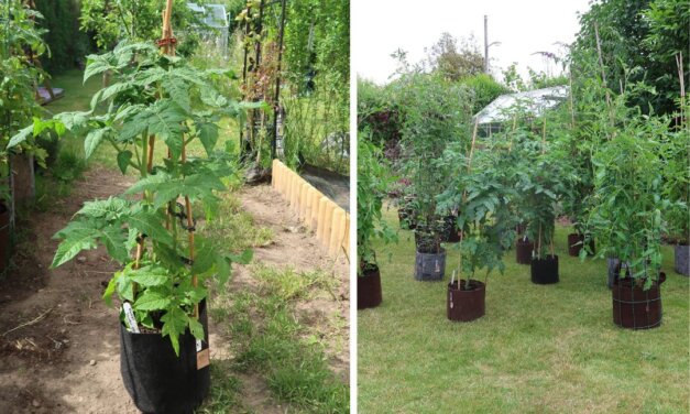 Lave tomatsorter – til friland