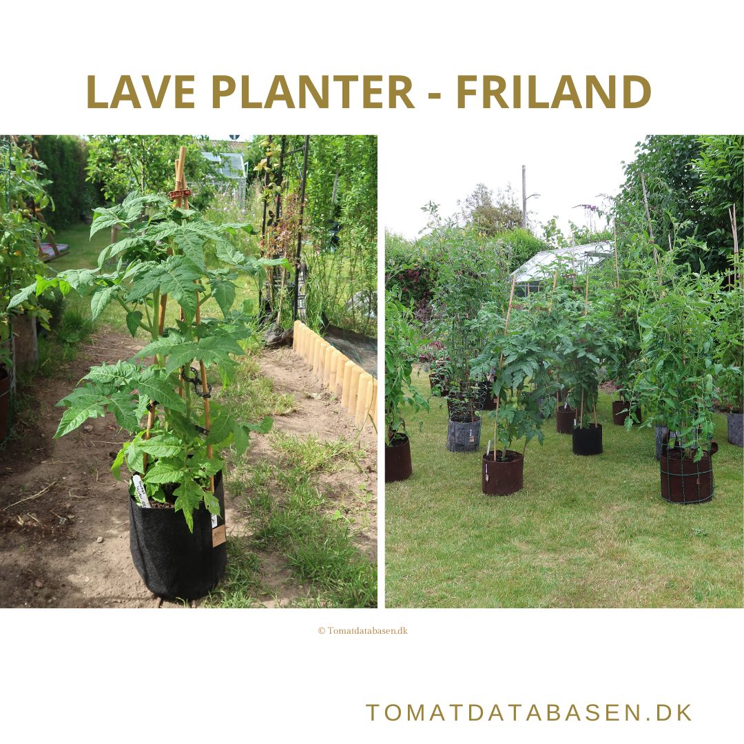 Lave planter til friland - find tomatsorter hos |Tomatdatabasen.dk