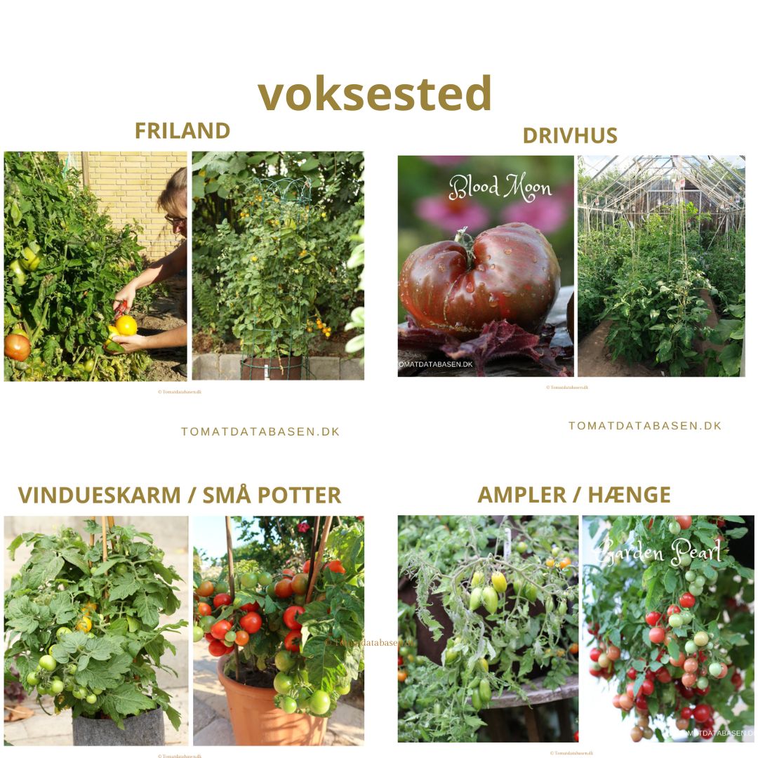 Vælg tomatsorter efter voksested