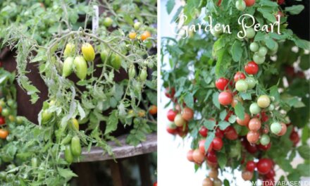 Tomatsorter velegnet til at hænge ned