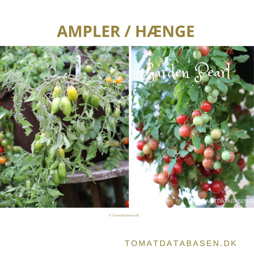 Tomatsorter med en kompleks og/eller mørk smag