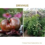 Drivhus tomatsorter
