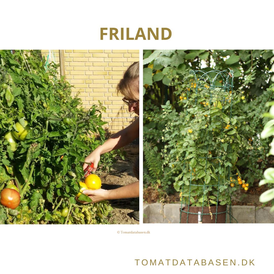 Tomatsorter der er velegnet til at dyrke på friland