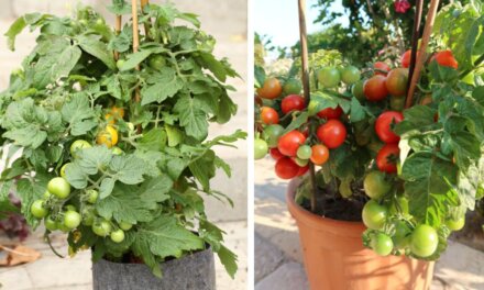 Tomater til vindueskarmen -små potter