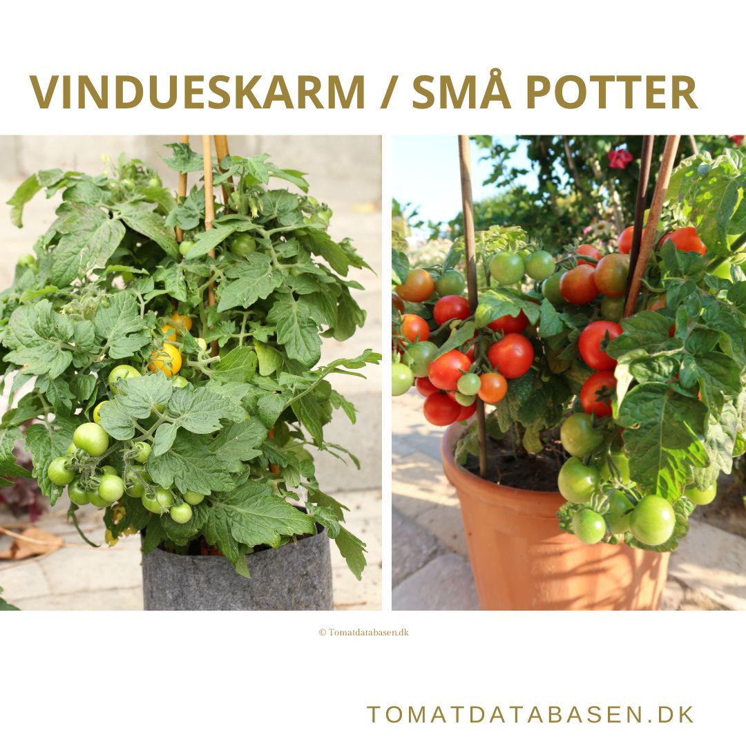 Tomatsorter der er velegnet til at dyrke i vindueskarm