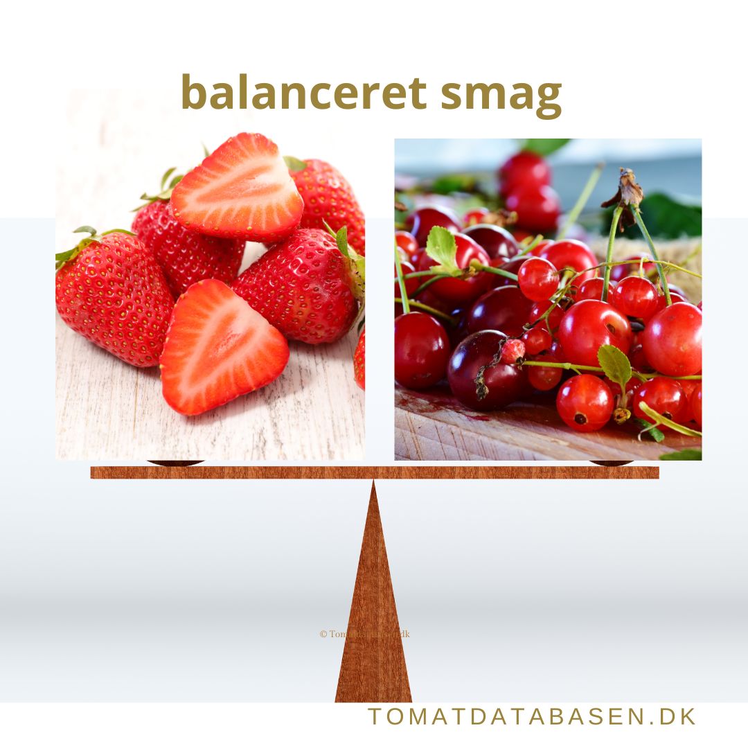 Tomatsorter med en balanceret smag